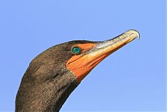 Double-crested Cormorant